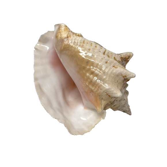 Vintage Queen Conch Shell 7.5"x5"x5" Natural Pink Coastal Beach Decor 1lb 10.7oz - Picture 1 of 13